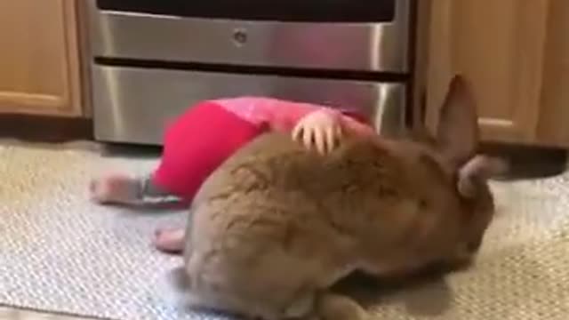 the giant rabbit