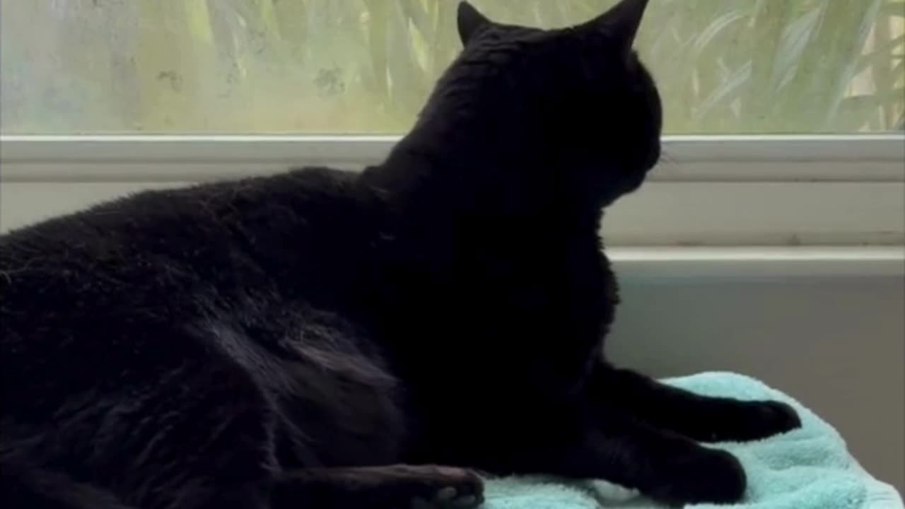 Adopting a Cat from a Shelter Vlog - Cute Precious Piper Grooms Herself in the Spa #shorts