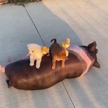 funny dog|dogs|funny dog videos|cute animals|funny animals|#cutedogs|#shorts