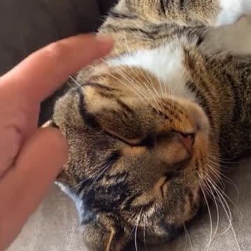 Playing Music on Cat Whiskers