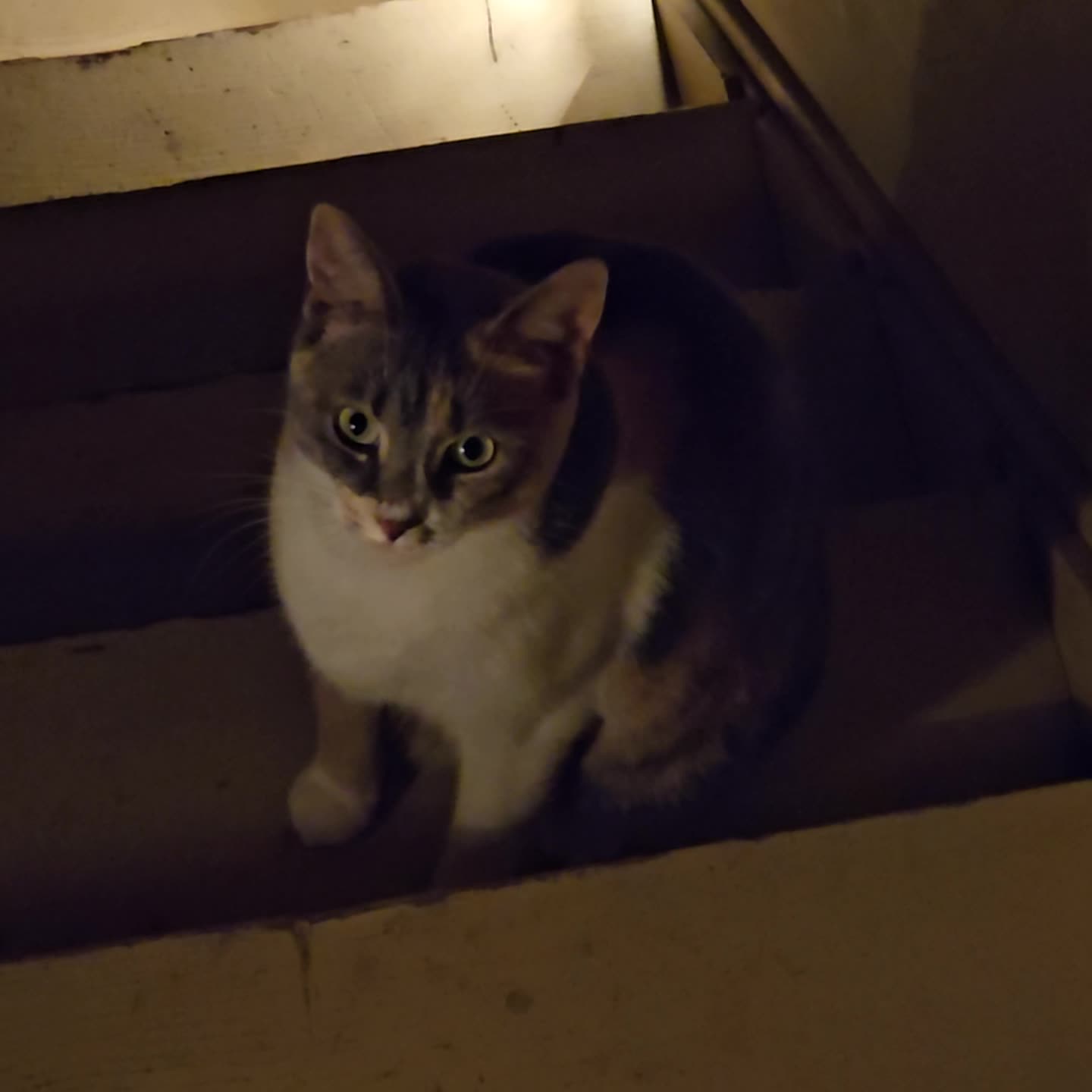 Kitty Rumble Miss Kitty.