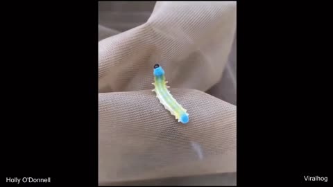 This caterpillar looks like a gummy worm