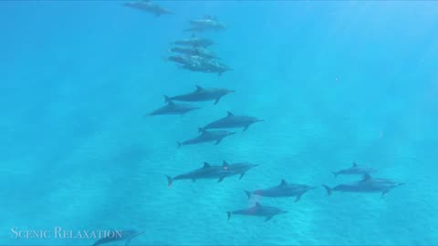 Swimming With Dolphins 4K - 30 Minute Underwater Relaxation Film