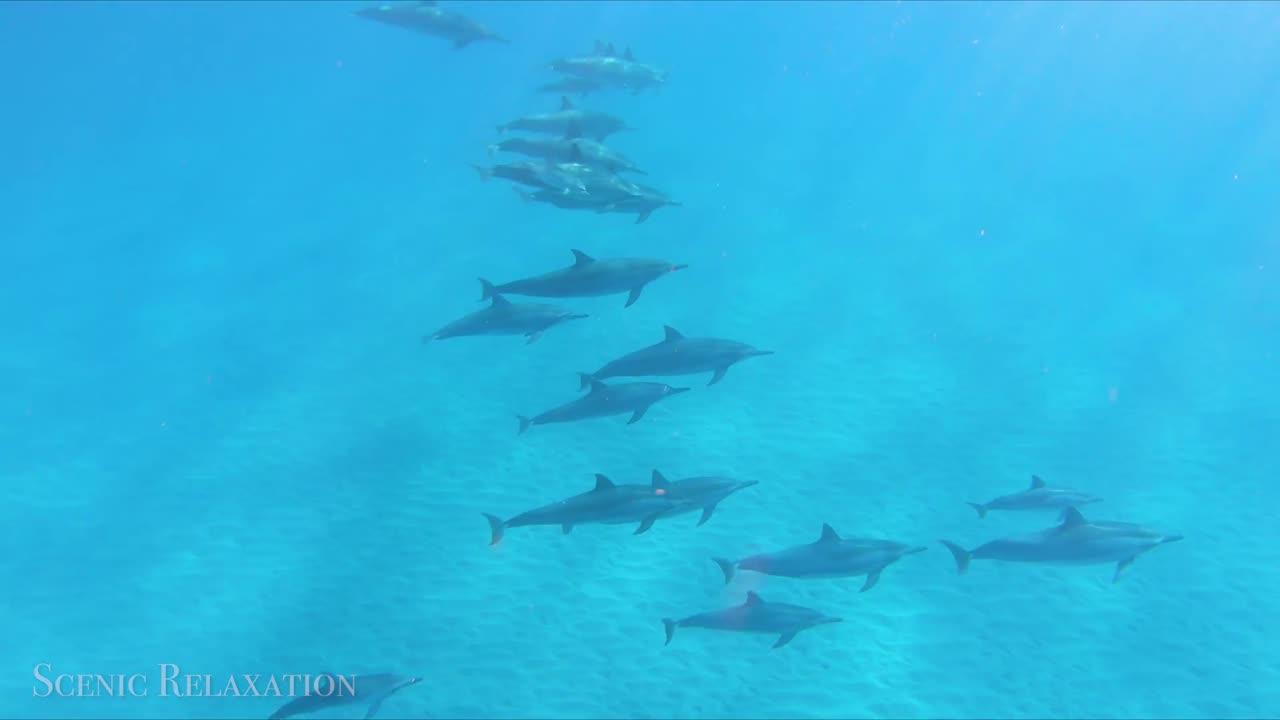 Swimming With Dolphins 4K - 30 Minute Underwater Relaxation Film