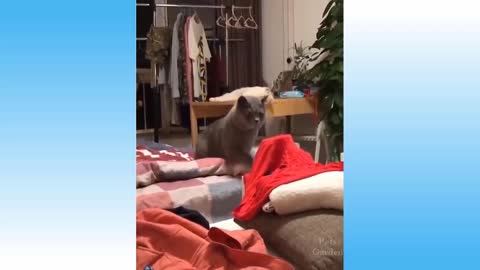 Funny Animal Cats very funny video