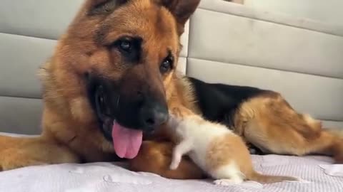 German Shepherd is Confused by the Meowing of a Tiny Kitten