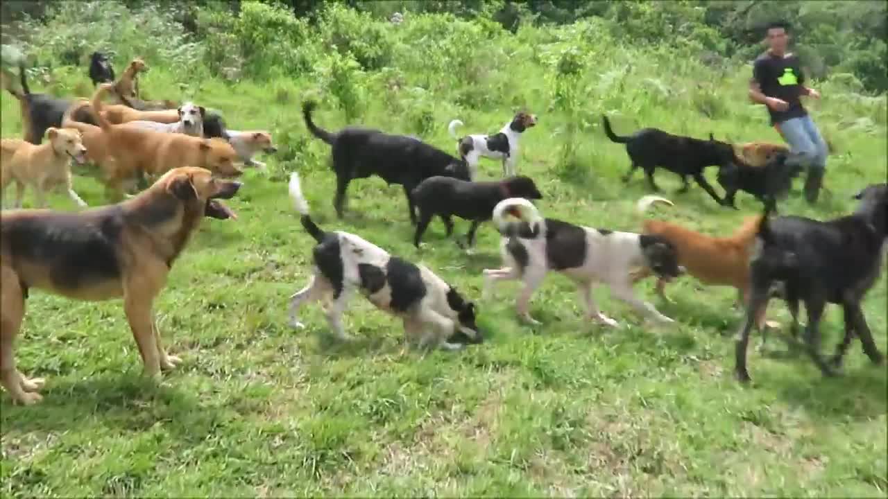 Territorio de Zaguates Land of The Strays Dog Rescue Ranch Sanctuary in Costa Rica