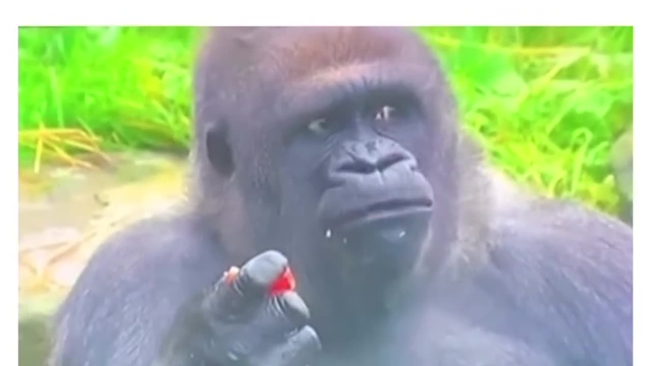 What did this Gorilla just witness?