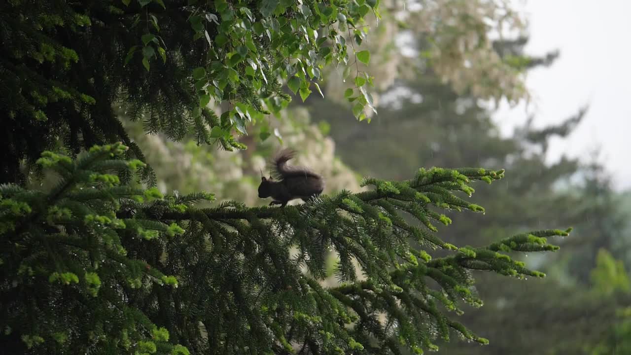 Slow motion footage of a cute little squirrel looking for food on a rainy day