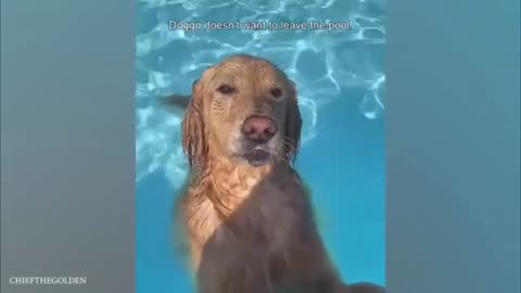 Funny Dogs Playing with Water😊