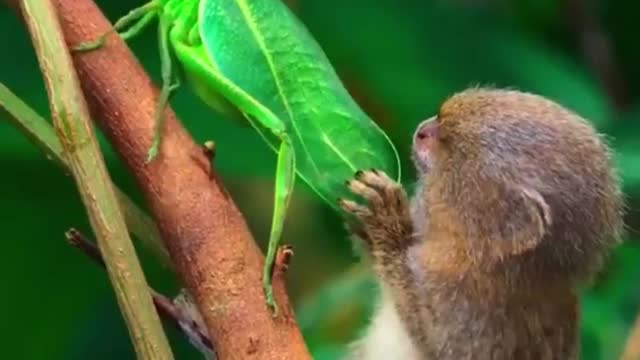 The smallest monkey ever