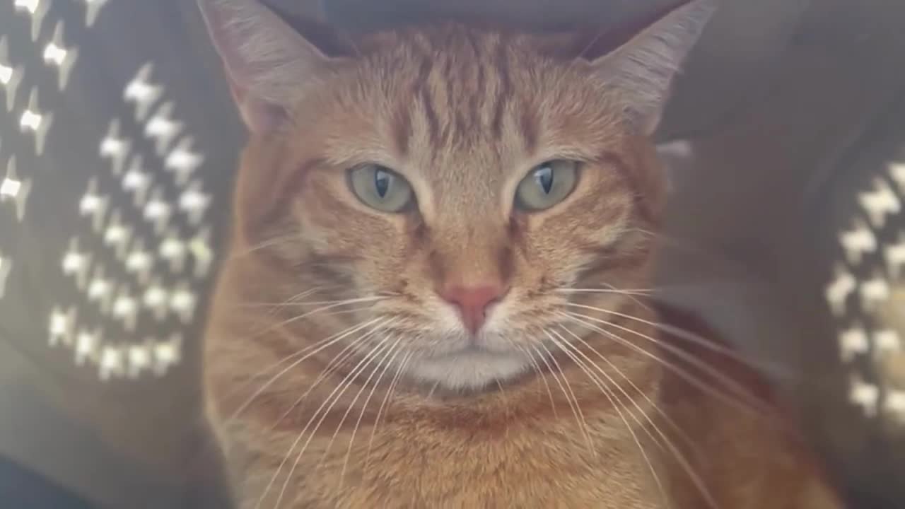 A Cat Getting Angry - Angry cats' videos #1