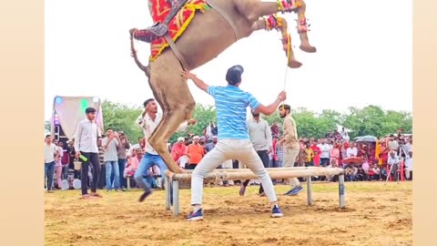 Camel 🐫 Dance