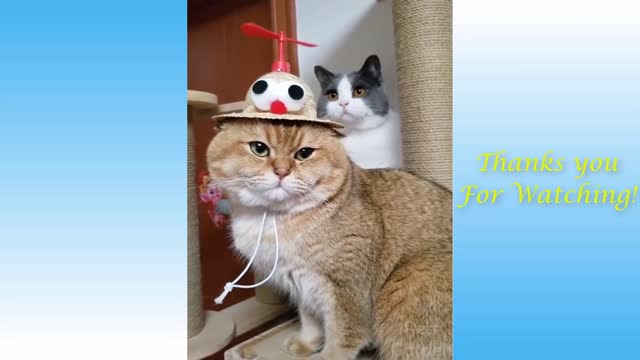 Funny Animal Compilation!