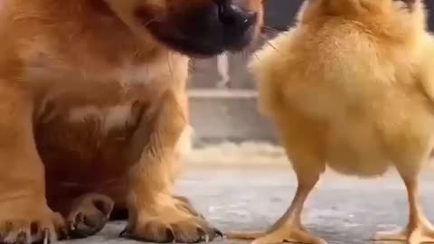 love between dog and bird