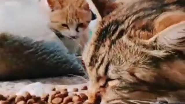 They do great job for cats