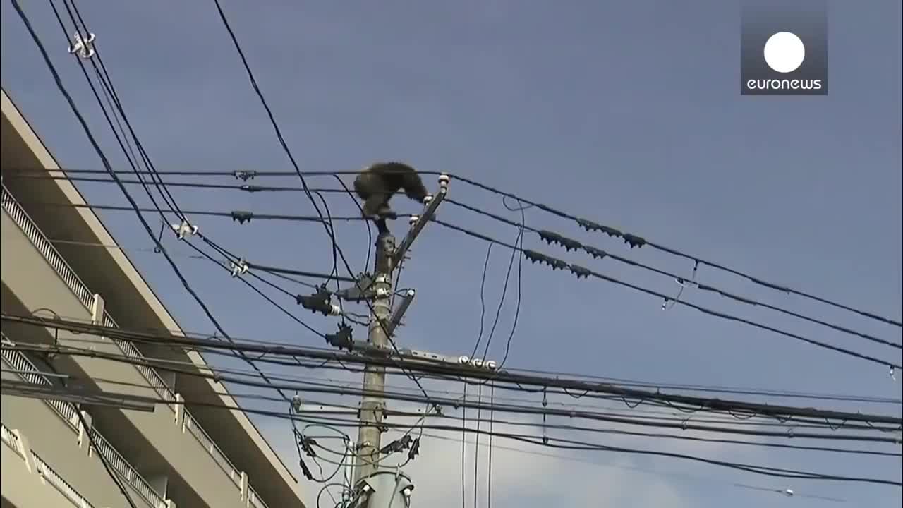 Animals Getting Shocked | Animals Electrocuted By Power !