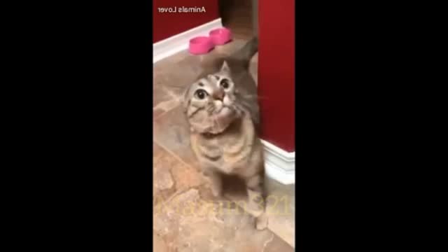 The funny cat make a unique react