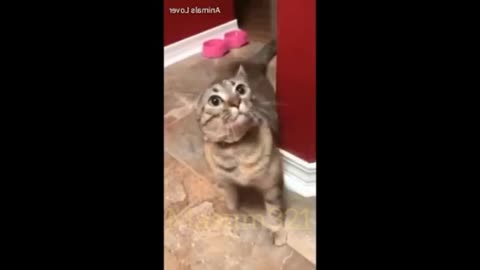 The funny cat make a unique react