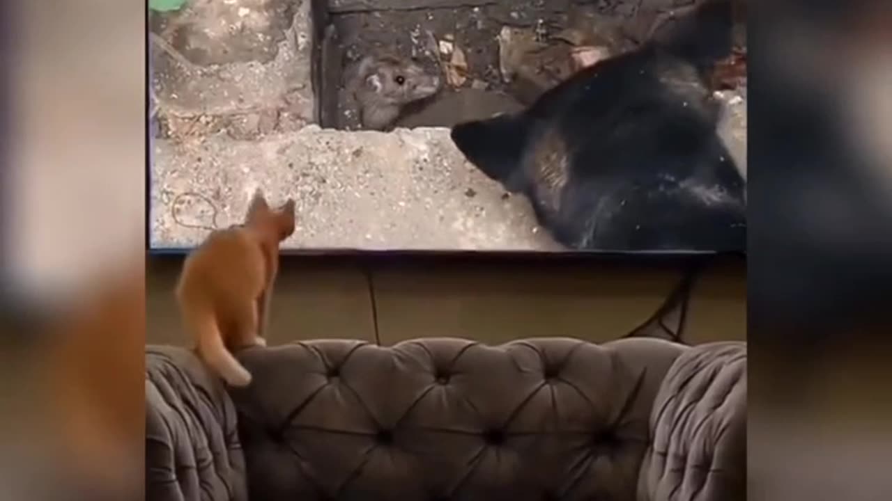 kitten and puppy bad luck moment