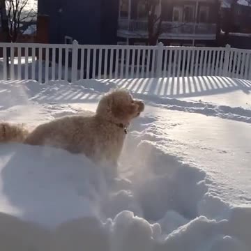 Happy puppy love to play into snow.mp4