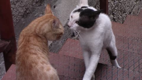 Two cats ready to fight