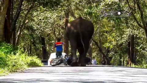 Wildlife in closer view with a natural perspective.