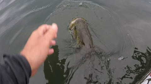 Fisherman Feeds Wild Bass Before Release