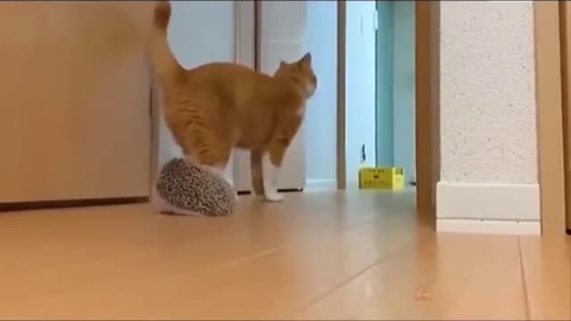 Cute & Funny Cats Compilation 2021