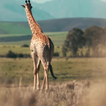 Giraffe video ll Epic Fail ll