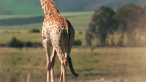 Giraffe video ll Epic Fail ll