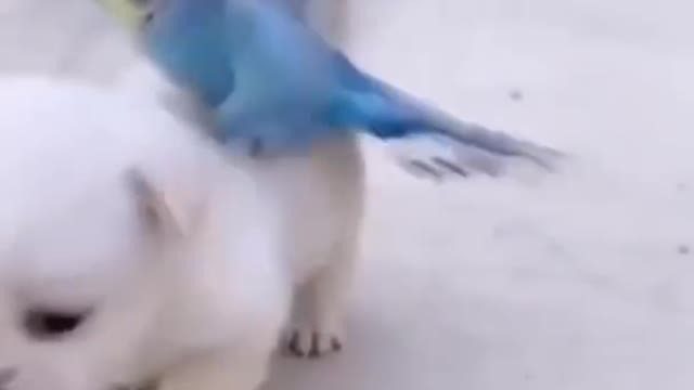 Cute dog and parrot 🦜 funny moment