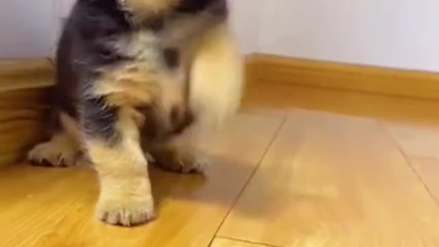 Baby Dogs 🐶 Cute and Funny Dog Videos Puppy Dogs Compilation