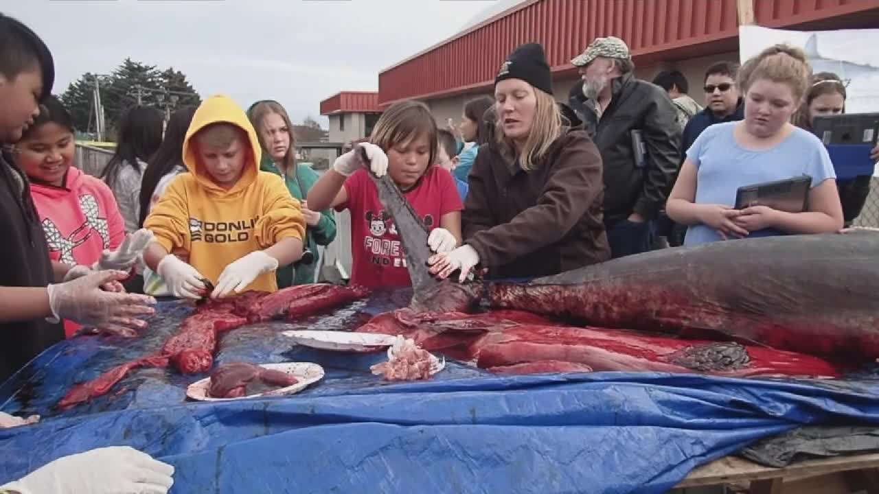 Salmon Shark Dissection 2019