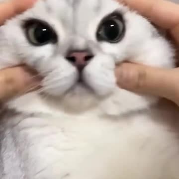 🐱 Funny cat videos 3 - 2024