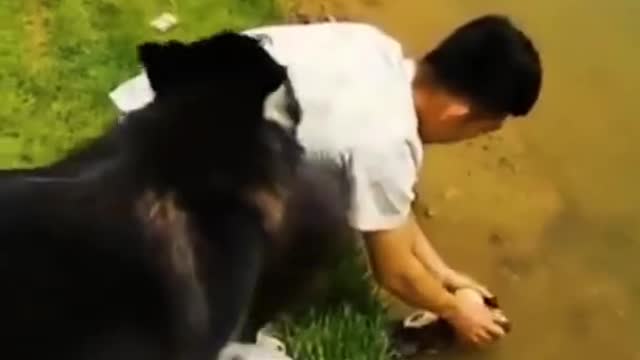 FUNNY ANIMALS VIDEOS TRY NOT TO LAUGH 🤣 | FUNNY CATS | FUNNY DOGS