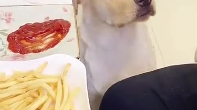 Dog loves Sauce😻😹