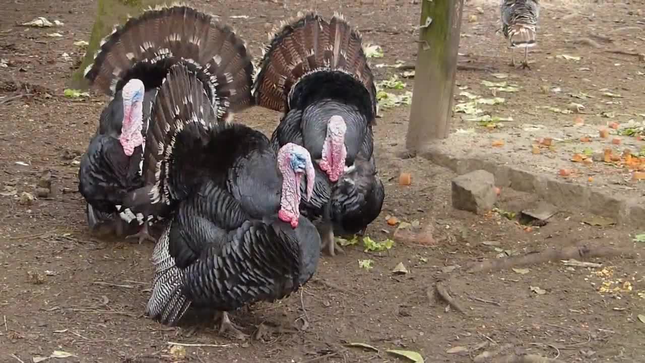 ANIMALS OF BRAZILIAN FARMS