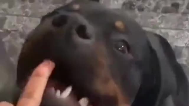 Funny Dog Video
