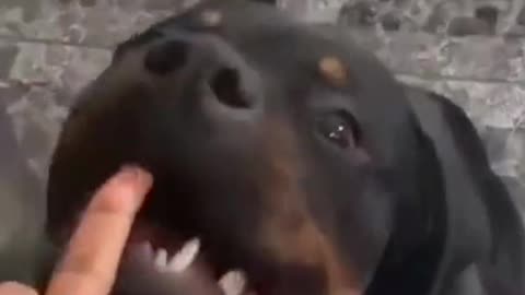 Funny Dog Video