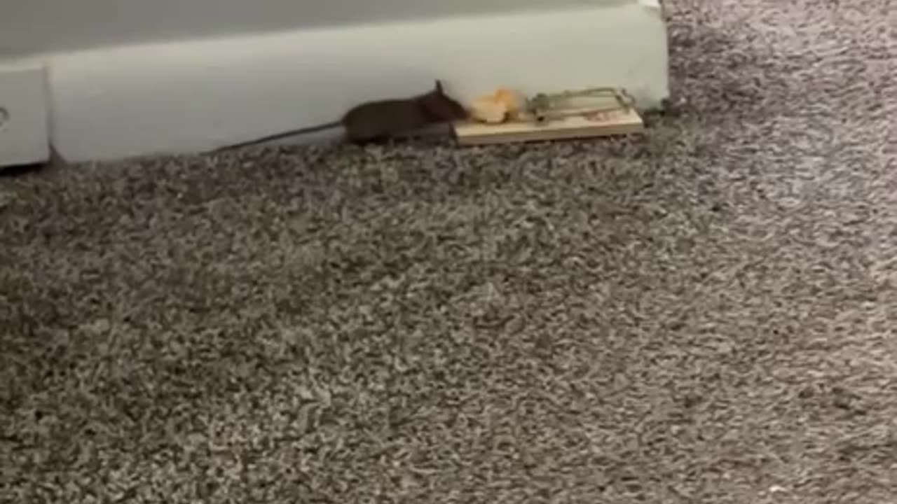 Very smart mouse 🤣