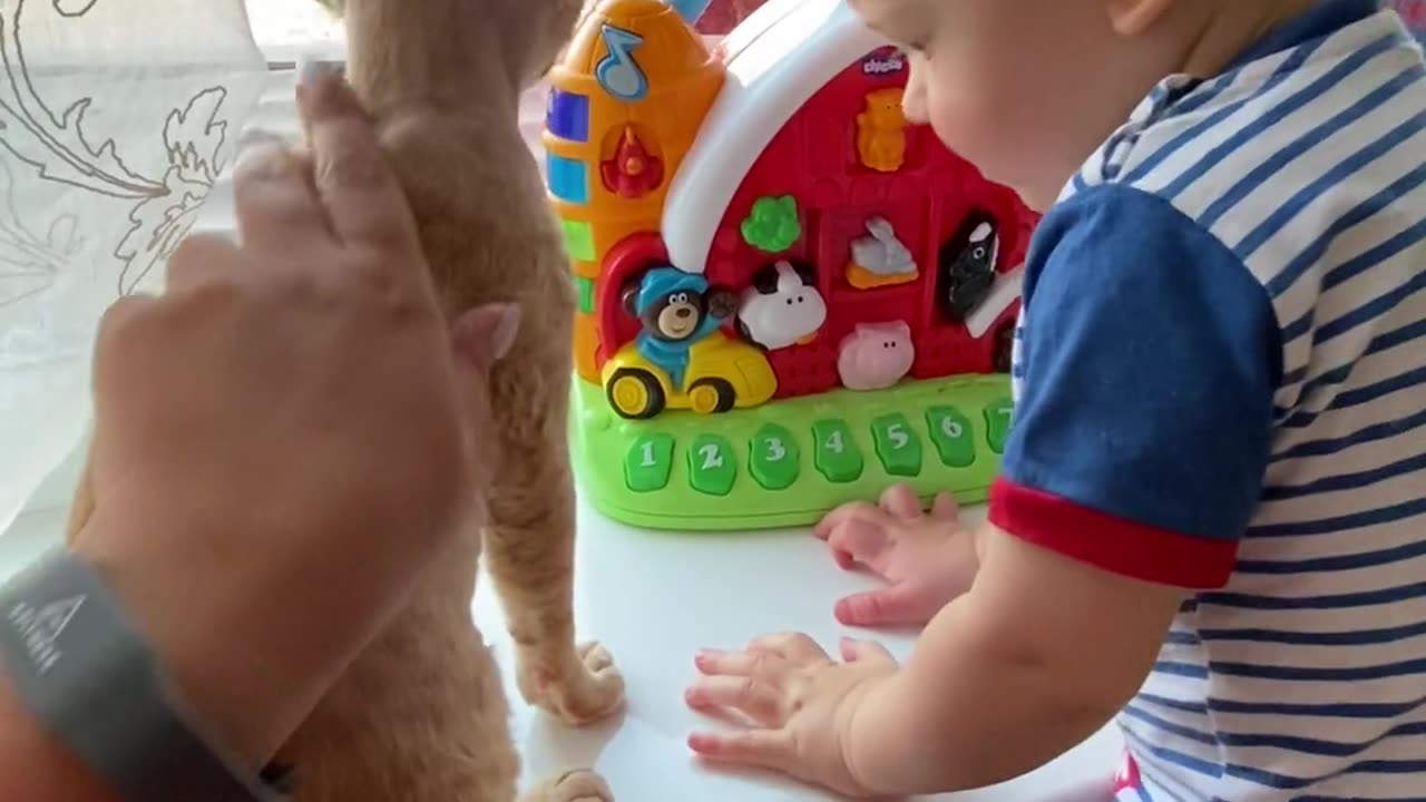 cats playing children