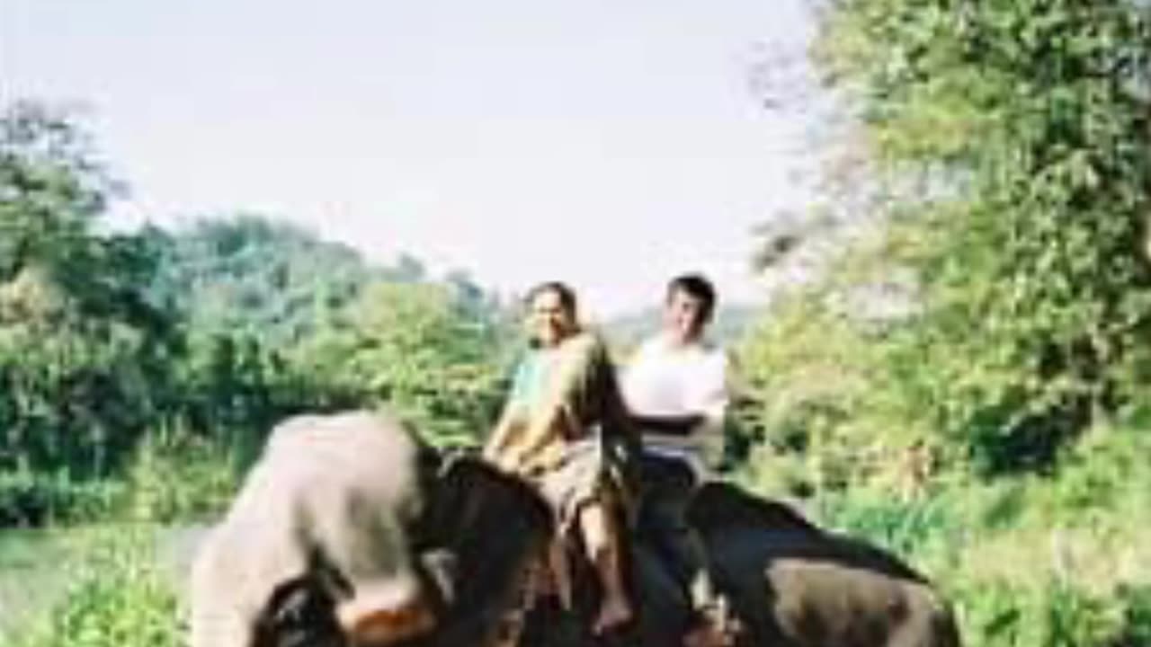 Elephant Safari