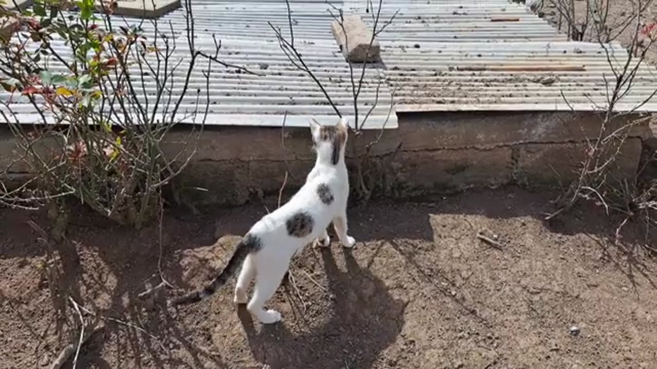 Little cute cat is very hungry.