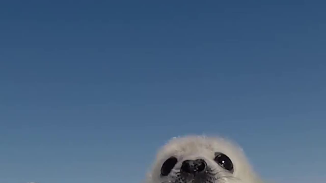 2 Day Old Harp Seal Called A Yellow Coat Cries For Its Mother In The Ice Nursery Near Quebec’s Magdalen Island