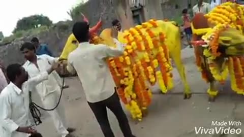 Funny video see full video