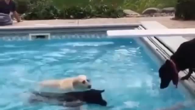 Dog Training and Playing for swimming Funny video