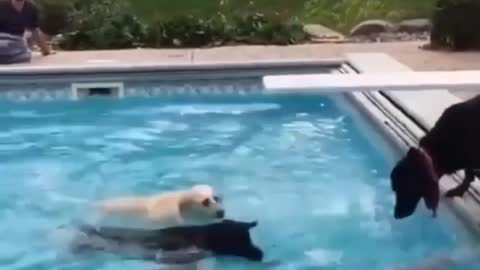 Dog Training and Playing for swimming Funny video