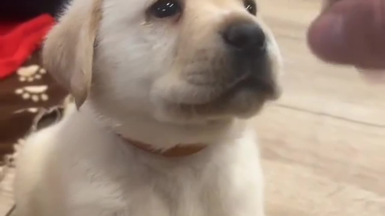 cute dog!