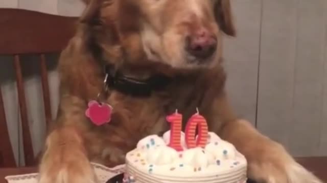 A Birthday Party For A Cute Golden Retriever 😻🎂🤩 #pets #Shorts #4